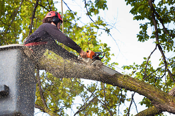 Tree Health Inspection in Black Hammock, FL